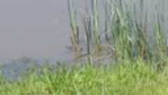 Лягушка в пруду греется под солнышком... Горно-Алтайск...29....