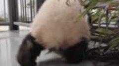 Малышка панда ходит