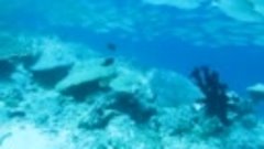 Мальдивы. Погружения (фрагменты) (Акулы, скаты, черепаха.)(ч...