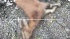 Краснокнижных безоаровых коз застрелили в Дагестане