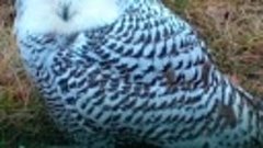В Омской области спасли сову, которая около недели просидела...