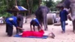 Слон вдул