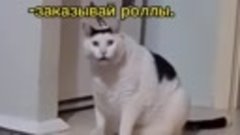 Приколы с котами