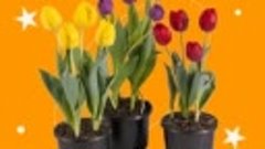 Выращиваем тюльпаны к 8 марта 2