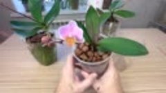 так БЫСТРО нарастили корни орхидеям : полив и консервация ко...