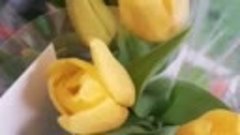 Жёлтые тюльпаны...
Вестники разлуки..
