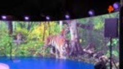День амурского тигра прошел в Москве на выставке-форуме Росс...