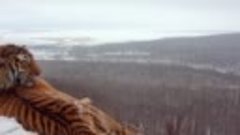 Тигр на фоне Владивостока. Кадры нацпарка &quot;Земля леопарда&quot;.