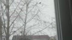 Свиристель краснокнижная, кочующая птица. Южно-Сахалинск. 26...