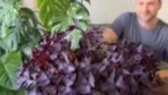 Видео от Моя Дача | Сад и Огород