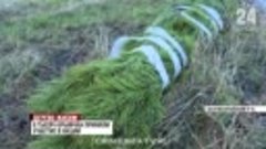 В Крыму высаживают новые деревья взамен тех, которые были по...