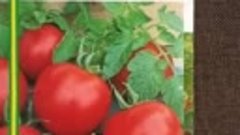Сортовые низкорослые томаты 🍅🍅