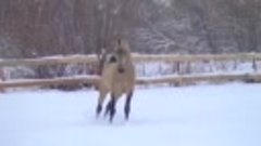 Золотой ахалтекинский конь Эльтар резвится в снежной ливаде ...