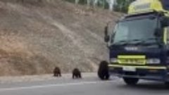 Медведи клянчат еду у водителей в Якутии