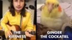 Клип$ 🎯 The Kiffness x Ginger the Cockatiel - Kookee Kookee...
