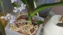 Оживляем орхидеи