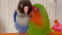 Влюбленные попугаи