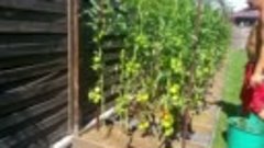 200. Tomato Beds, Convenient and Very Productive (410 kg per...