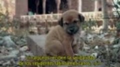 72-animales-peligrosos-america-latina-s01e05-Subtitulos espa...