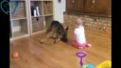 German Shepherd Protecting Babies And Kids