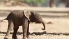 Первые шаги новорожденного слоненка. 