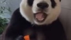 Вот он Кунг-фу панда 🐼 самый милый бамбуковый медведь. Балд...