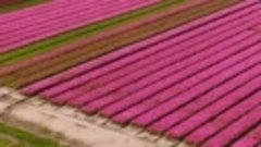 Кайтсерфинг на тюльпанных полях в Нидерландах 
📹andytroypho...