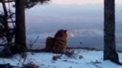 Амурский тигр встречает рассвет на вершине горы в Приморье
