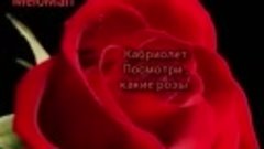 🌹Красивая песня для Души . Кабриолет.Посмотри , Какие розы ...