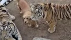 Собака кусает тигров, но они никогда ей не ответят тем же