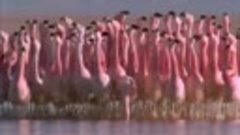 Величественный танец фламинго