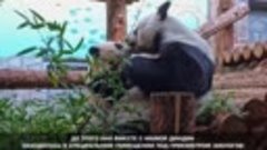 Маленькая панда Катюша из Московского зоопарка вышла в больш...