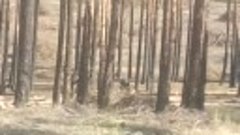 Выпил леса в пос. Южном, г. Улан-Удэ