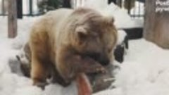 В красноярском «Роевом ручье» раньше времени проснулся медве...