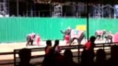 шоу слонов в Таиланде
