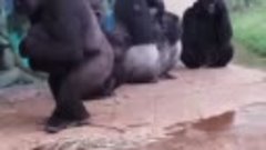 These gorillas try to wait out the rain before making a run ...