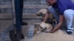 В Воронеже жители спасли заживо замурованную собаку