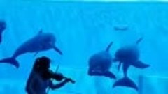 Волшебная музыка и дельфины