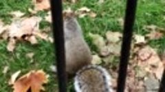 St.James park, London 