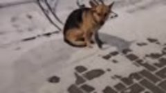 В Барановичах неравнодушные горожане помогли замерзающему пс...
