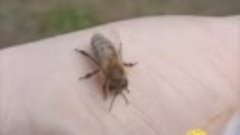 Пчела Карника Пчелопакеты Пасека Марковых Пчеловодство