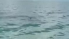 Дельфин подбрасывает своим хвостом рыбу для чайки.....🔥