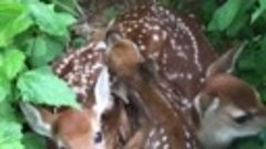 Cozy pile of fawns
