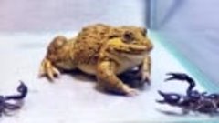 Amazing!! Asian Bullfrog With Big Black Scorpion! Warning Li...