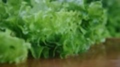 Листовой салат