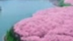 Так выглядит самый большой сад сакуры в мире 