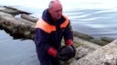 Водолазы МЧС России подняли пушку XIX века с морского дна