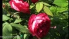 Английские розы в моём саду-2019г ...