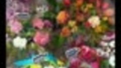 Обзор цветущих цветов.mp4