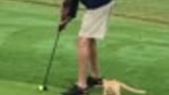 Кот на гольфе